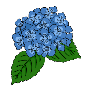 hortensia22