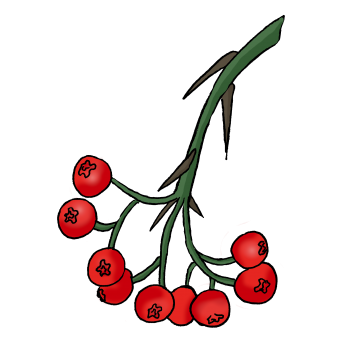 pyracantha22